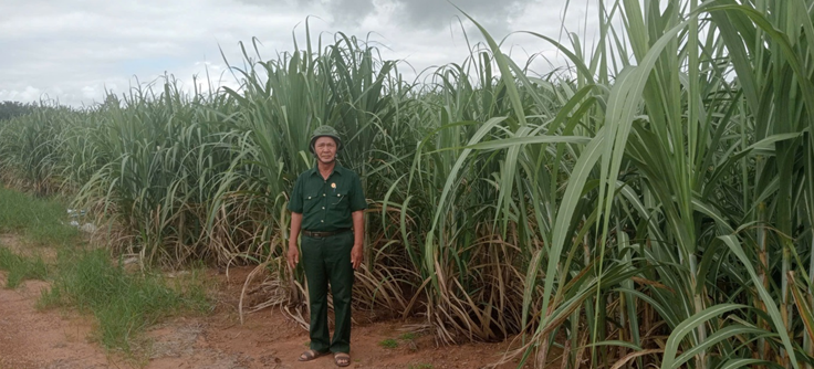 Gương cựu chiến binh phát triển kinh tế hộ gia đình từ cây mía đường